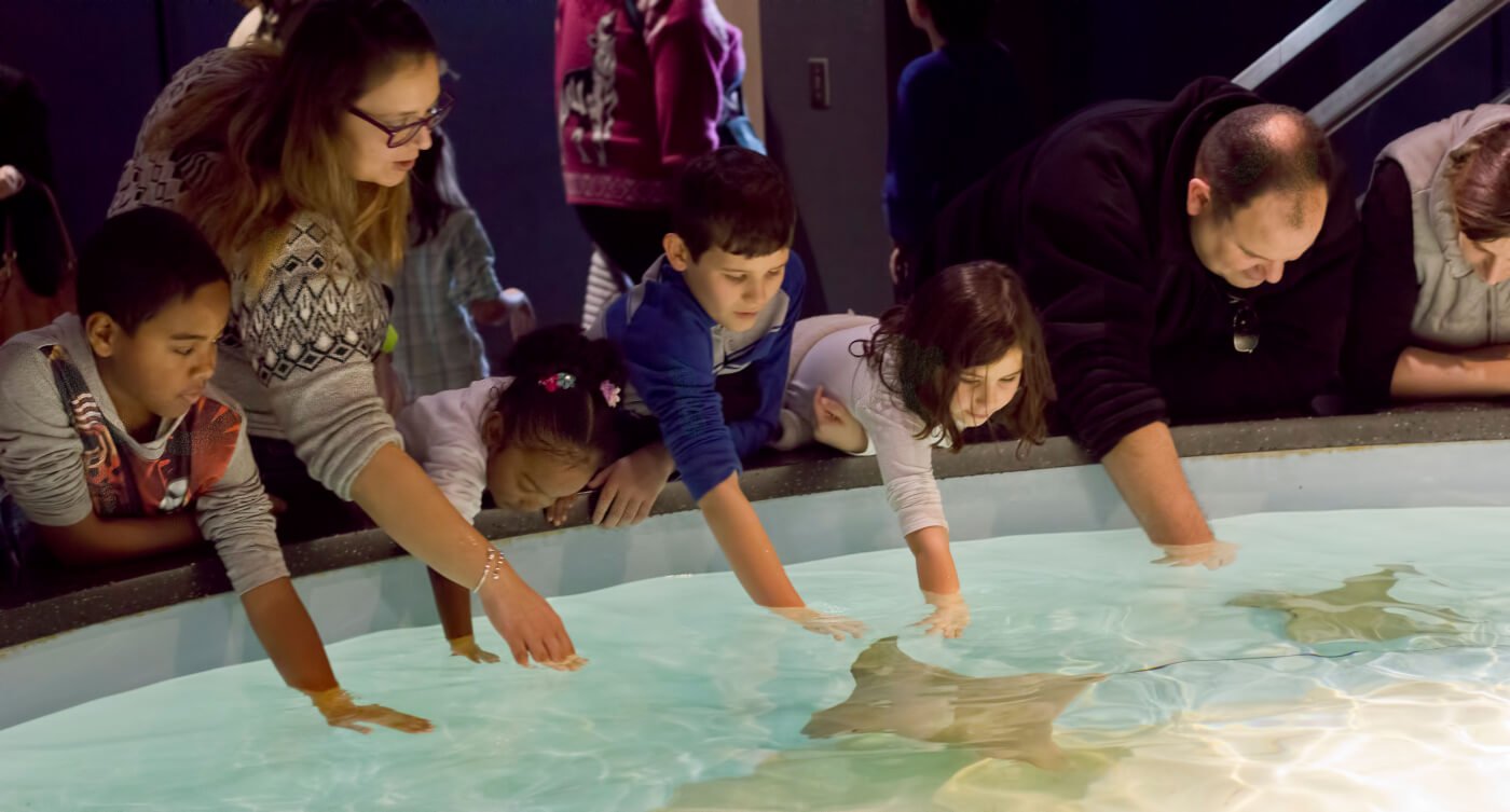 Touch Tanks Are Bad for Animals | PETA Kids Touch Tanks Are Bad for Animals | PETA Kids
