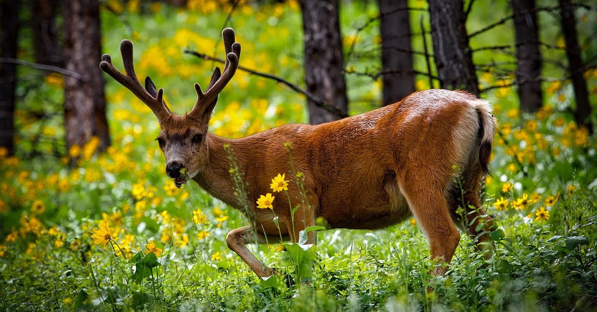 deer shot by hunters