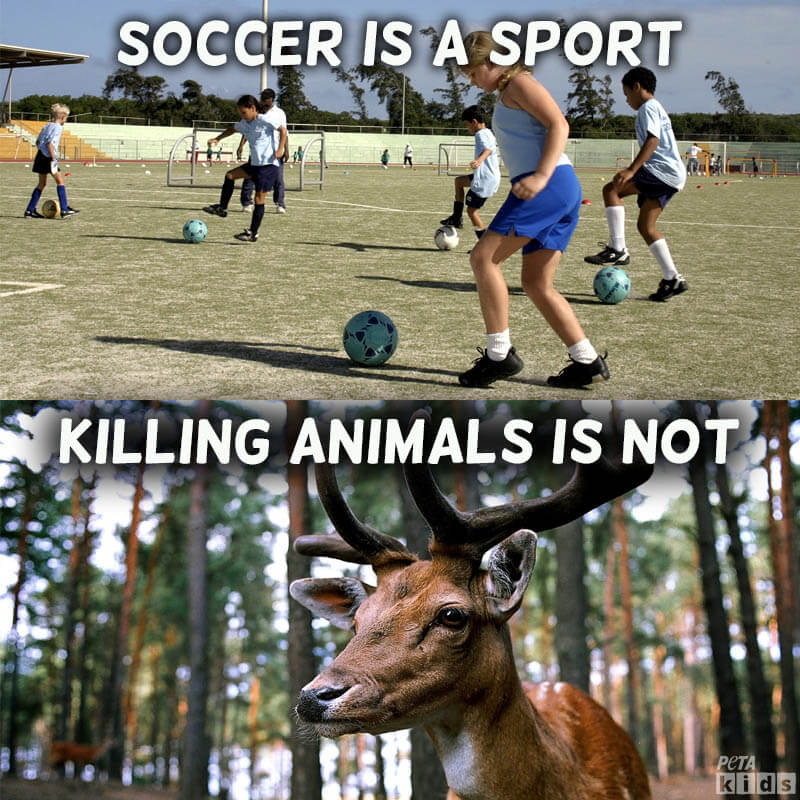 What Hunting Isn't... | PETA Kids What Hunting Isn't... | PETA Kids
