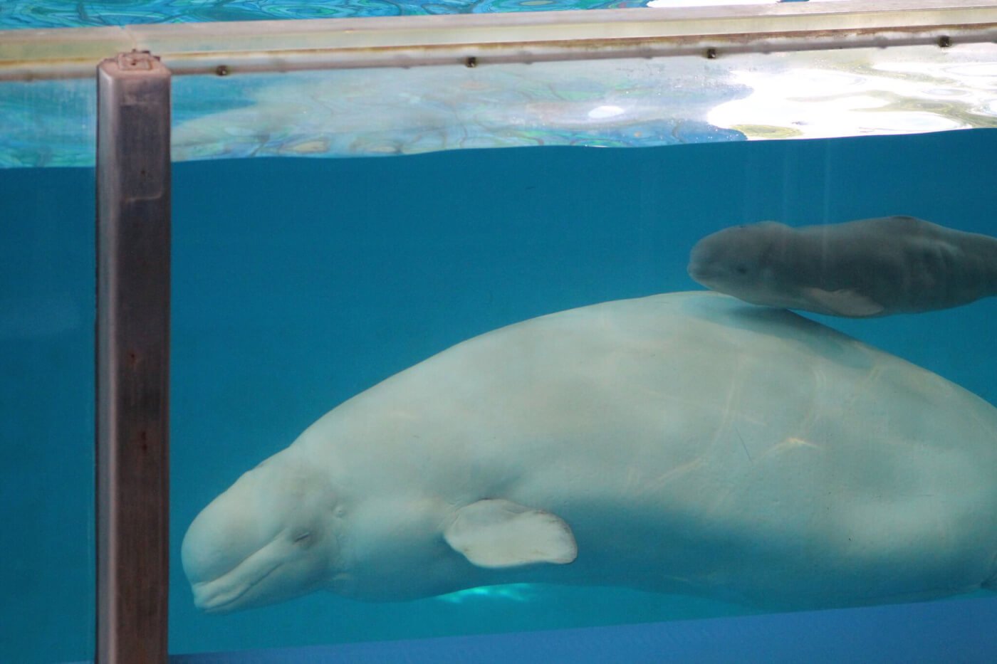 peta campaigns to save the whales at seaworld like these beluga whales