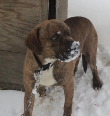 What It’s Like to Be a Chained Dog in Winter