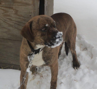 What It’s Like to Be a Chained Dog in Winter