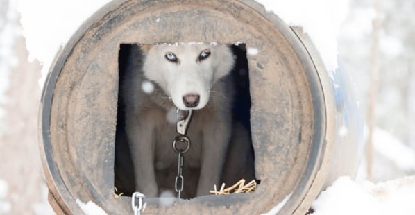 Iditarod: Racing Dogs to Death