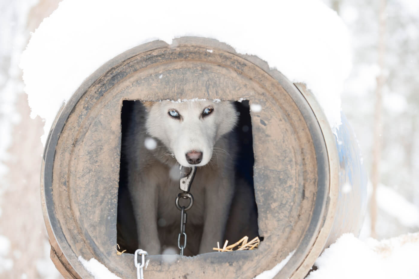 where do sled dogs live