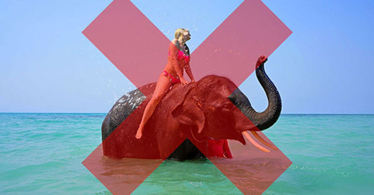 Why Elephant Rides Are Wrong | PETA Kids Why Elephant Rides Are Wrong | PETA Kids