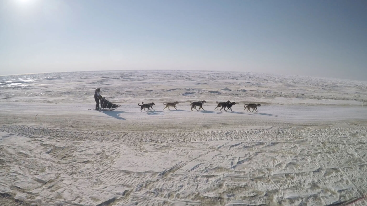 how far can sled dogs travel in a day