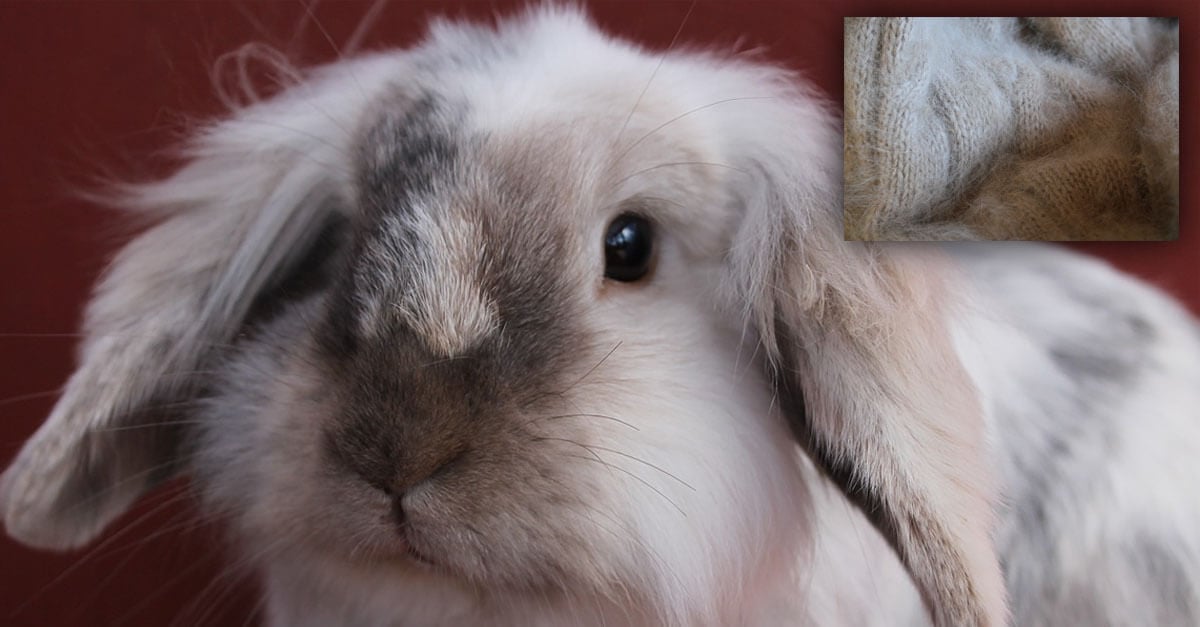 17 Rabbit Facts You Need to Know | PETA Kids