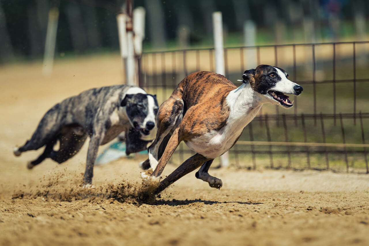 how fast do greyhounds run in a race