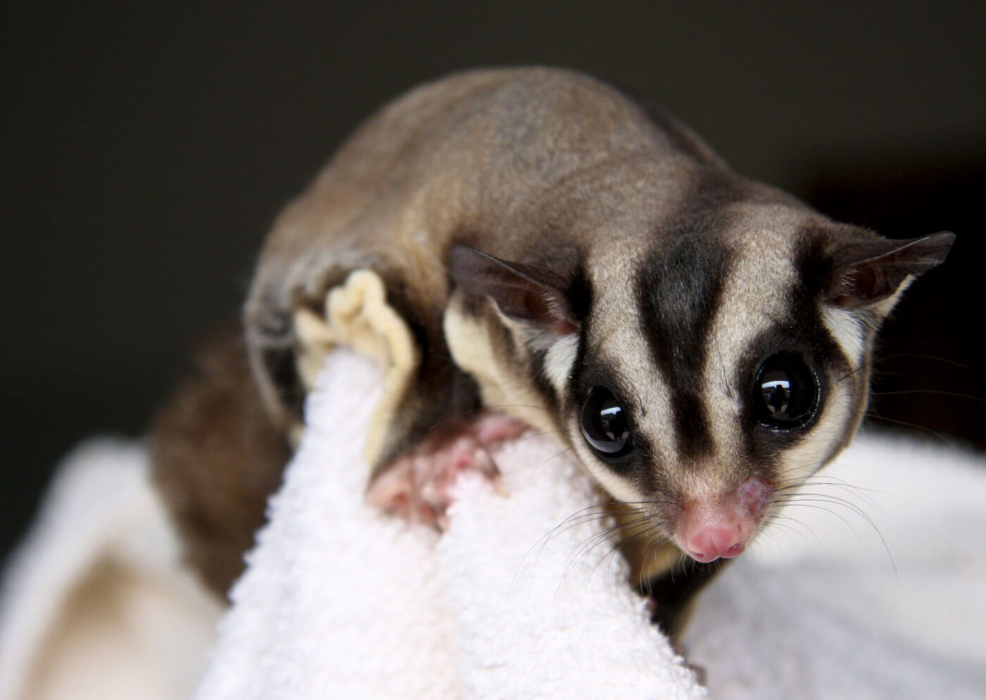 Why Exotic 'Pets' Don't Belong in Your Home | PETA Kids
