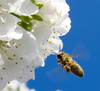 Get the Buzz on Ways to Help Bees