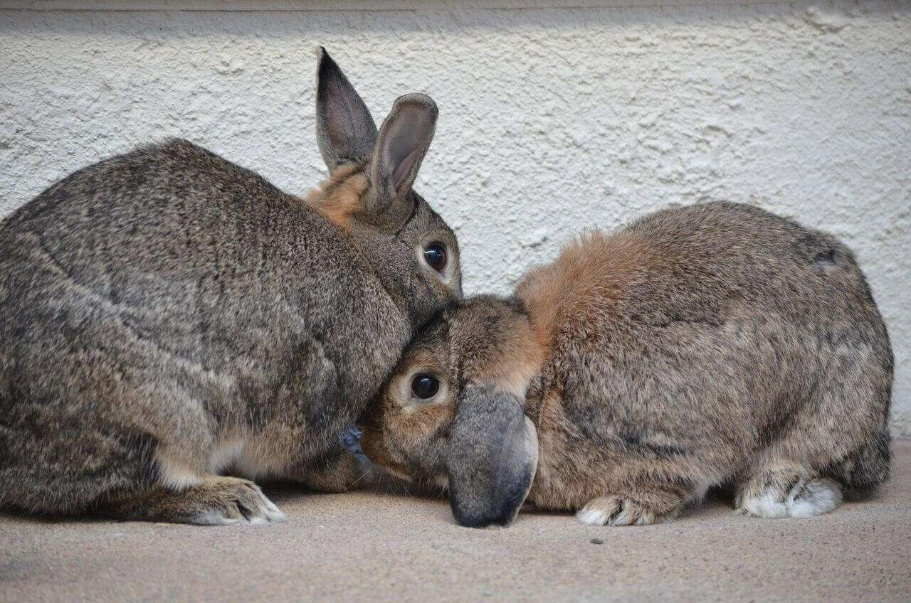 pet rabbit shop near me