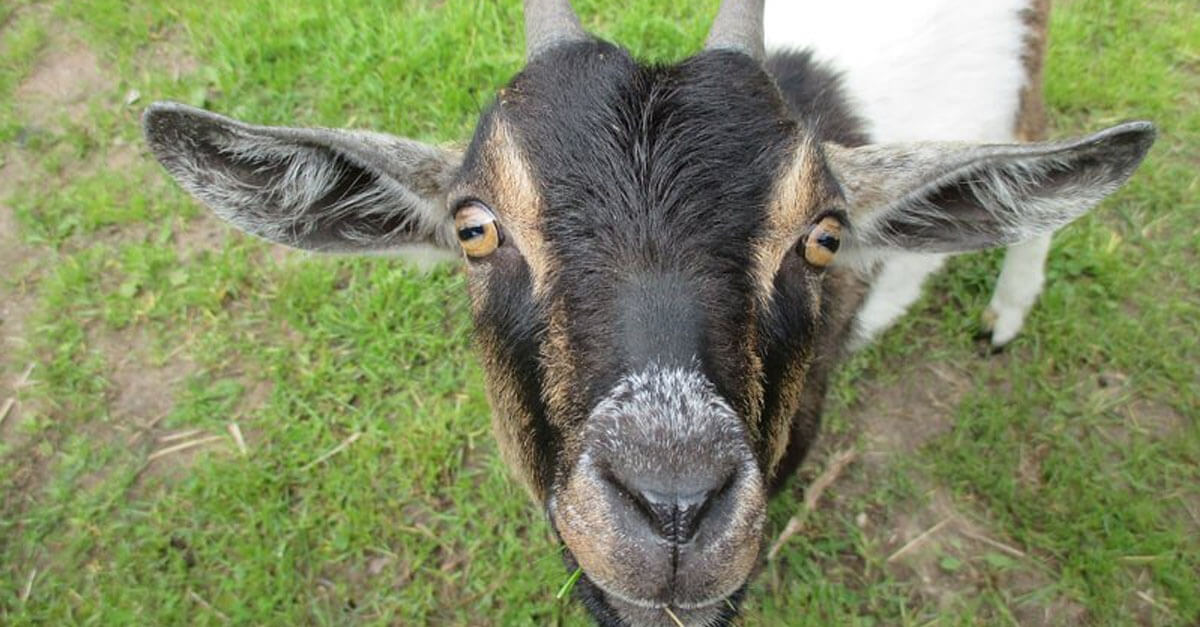 12 Reasons to Stay Away From Goat's Milk | Save Animals | PETA Kids