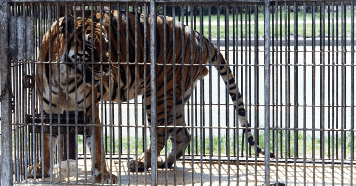 9 Big Cat Facts Circuses Don't Want You To Know | PETA Kids
