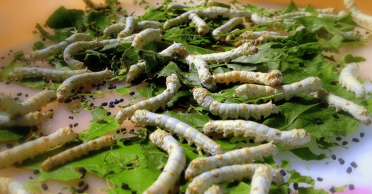 Silkworm Facts For Kids Kids Matttroy