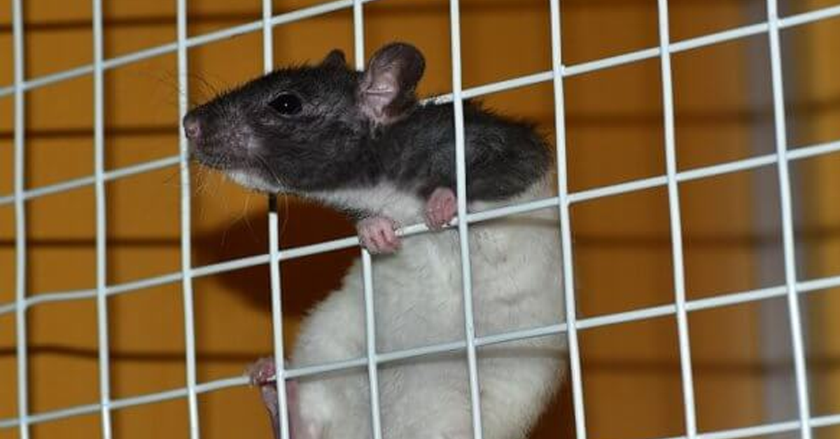 6 Reasons Why Having Classroom 'Pets' is Cruel PETA Kids
