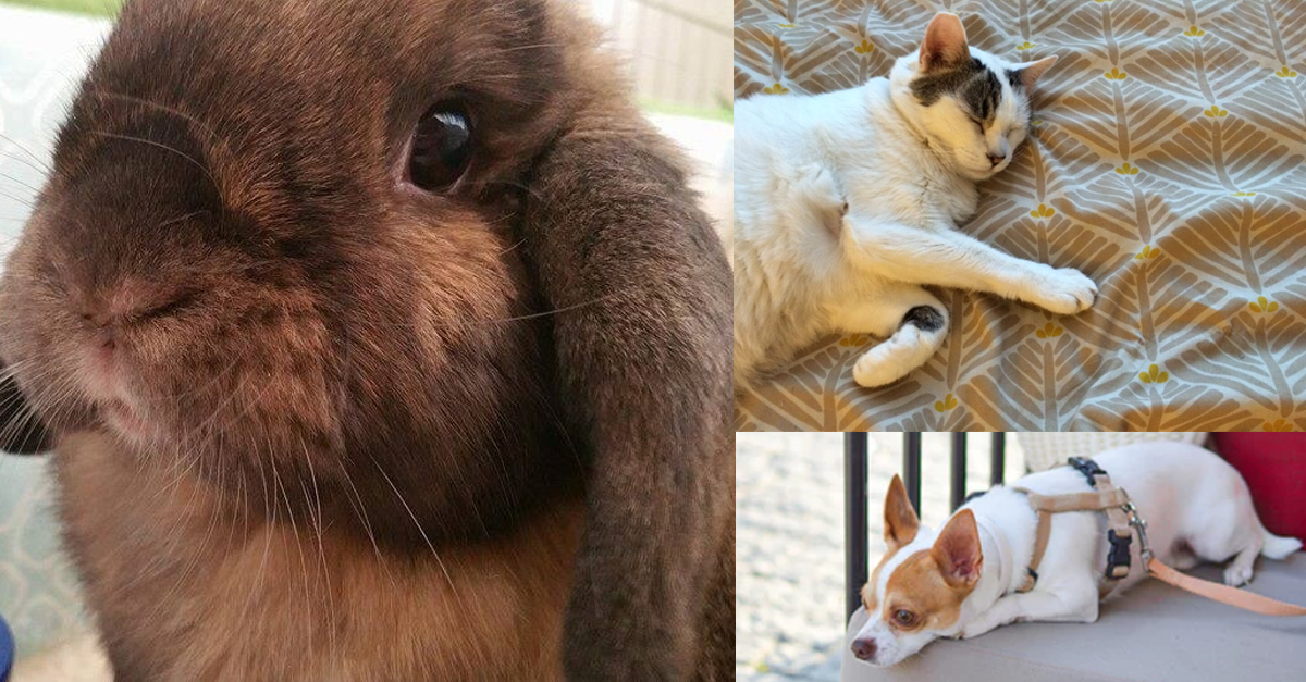 10 Ways Kids Like You Can Help Animals in Shelters | PETA Kids 10 Ways Kids Like You Can Help Animals in Shelters | PETA Kids
