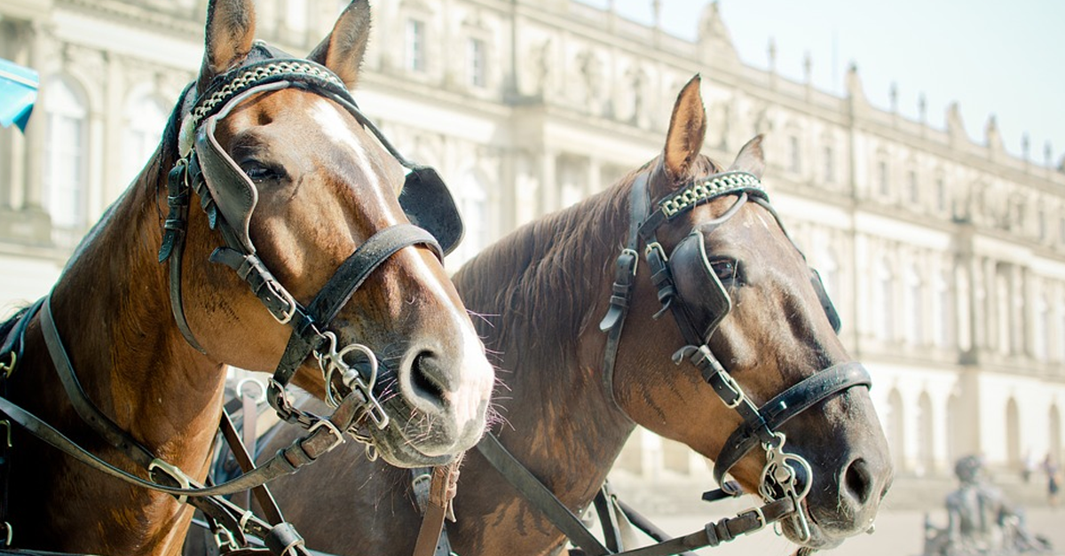 8 Reasons Why HorseDrawn Carriages Are Just Plain Wrong PETA Kids