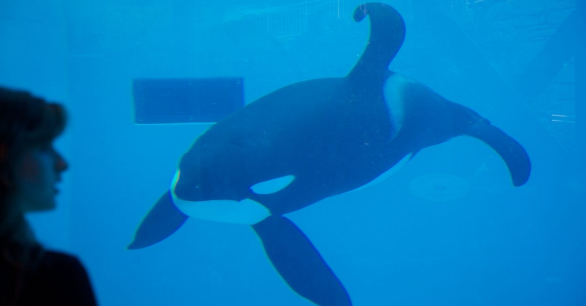 8 Shocking Facts About Seaworld Save Animals Peta Kids