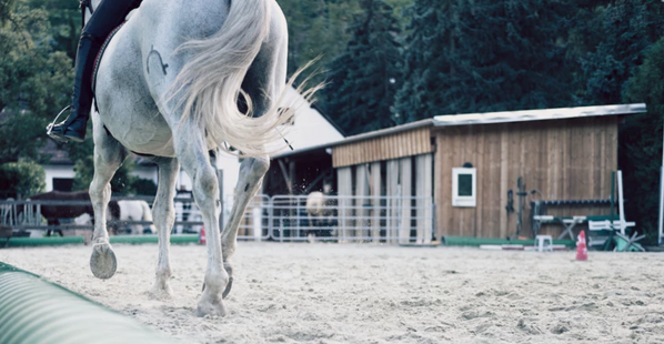 How Does PETA Kids Feel About Horseback Riding?