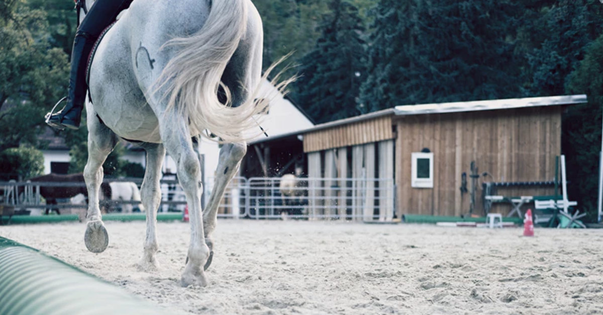 How Does PETA Kids Feel About Horseback Riding PETA Kids how-does-peta-kids-feel-about-horseback-riding-peta-kids