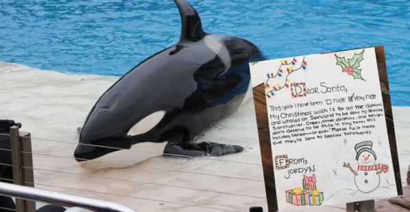 All I Want for Christmas Is Freedom for Orcas!