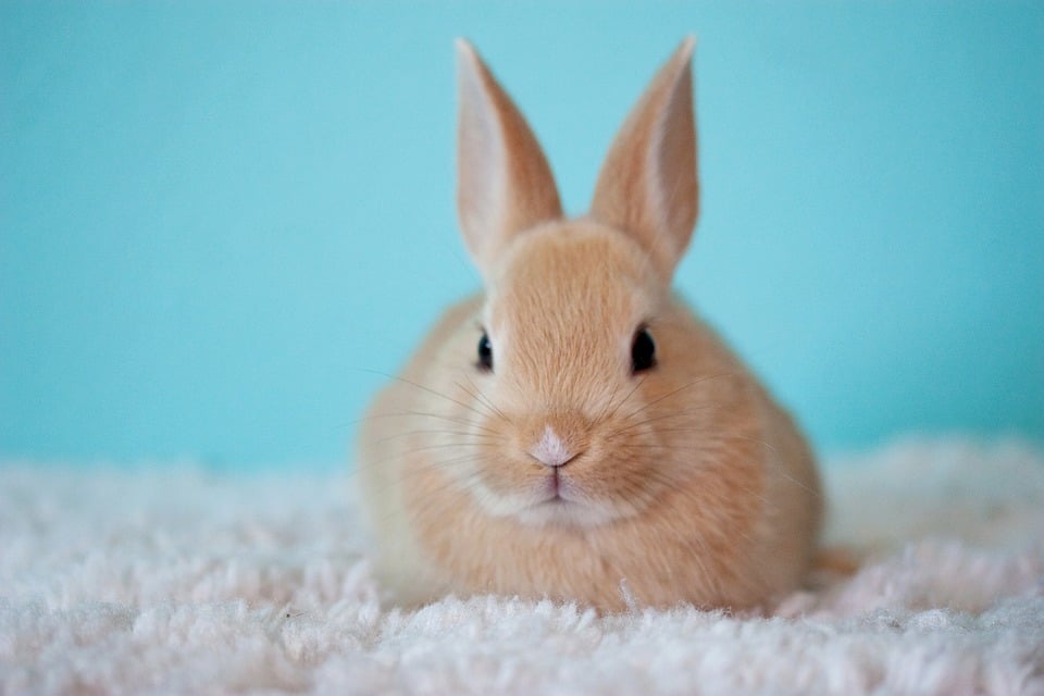 9 Reasons Why You Shouldn T Buy A Bunny Save Animals Peta Kids