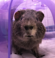 a gerbil