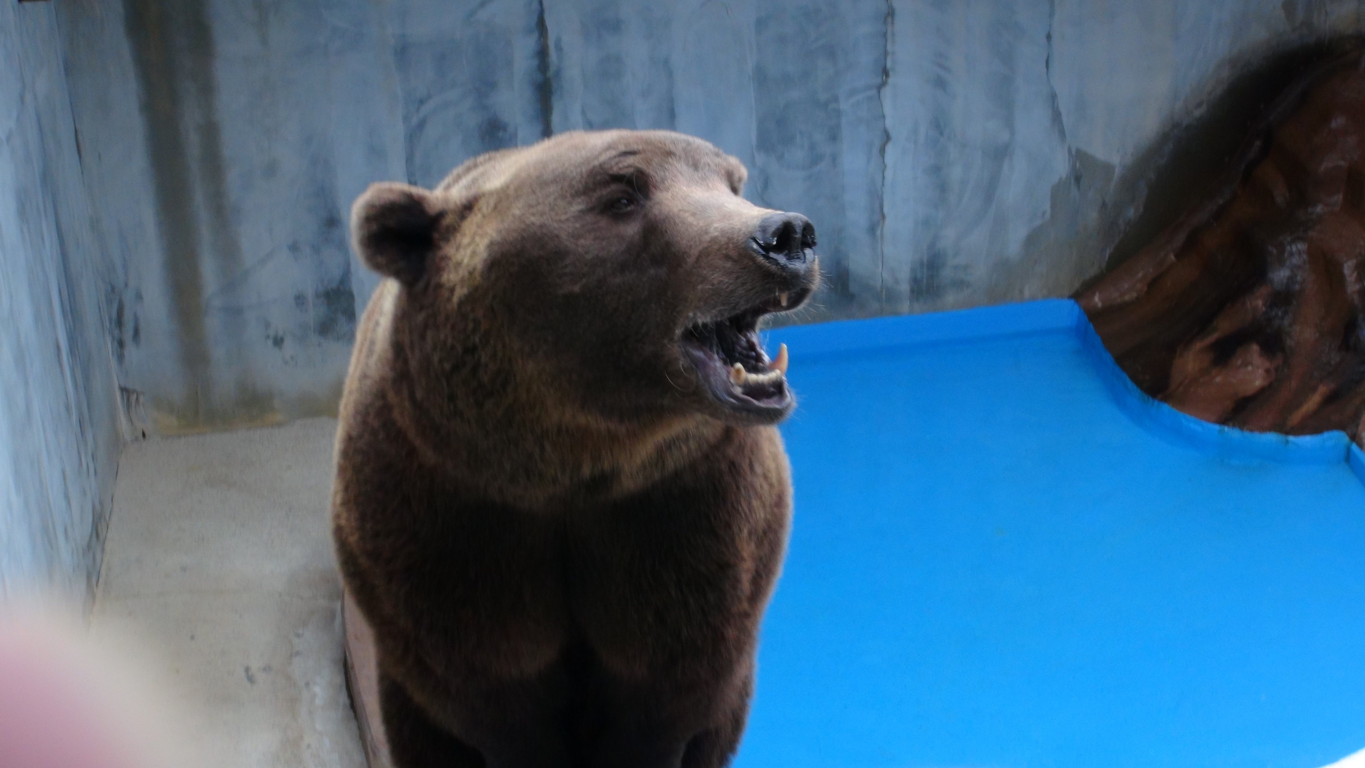 A Bear Stuck at Black Forest Bear Park 