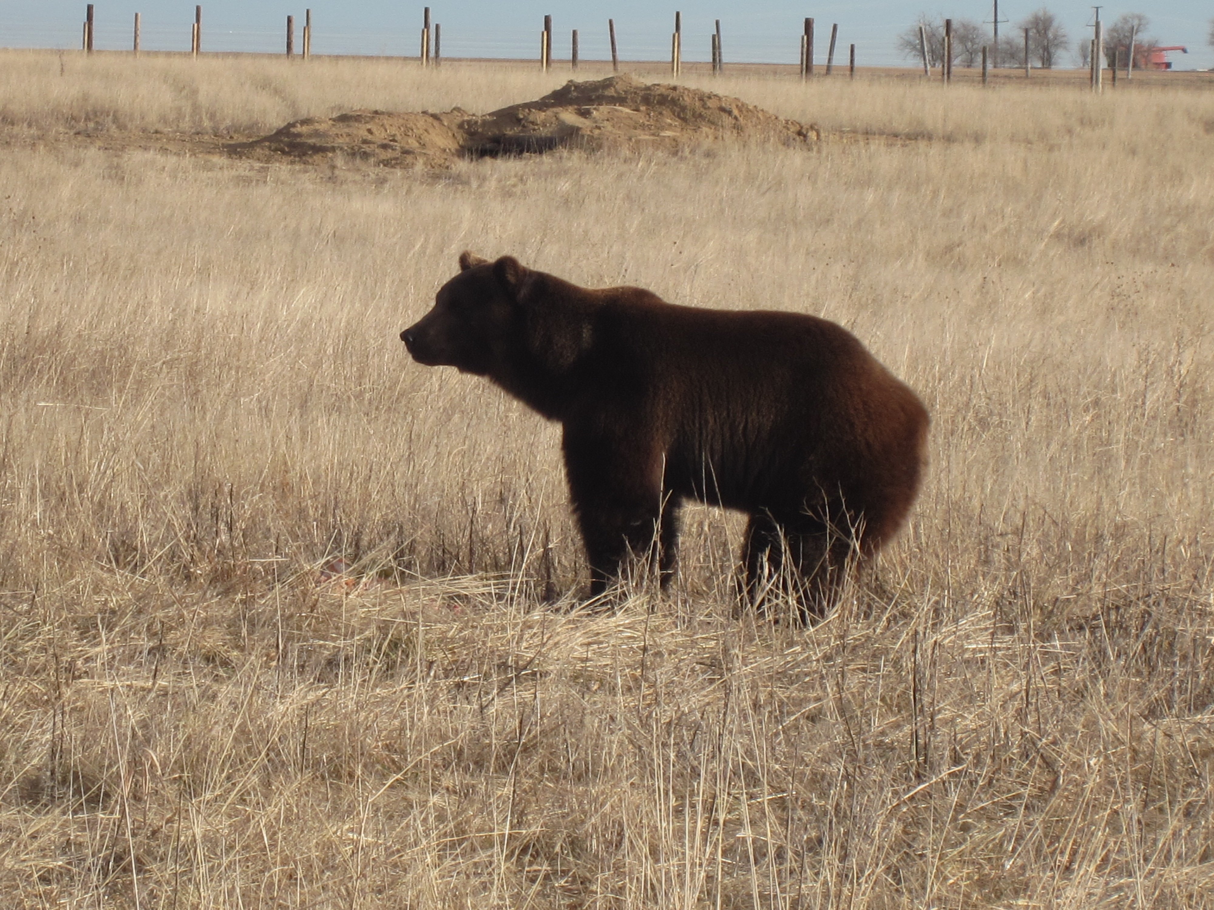 Bear Rescued From Roadside Zoo