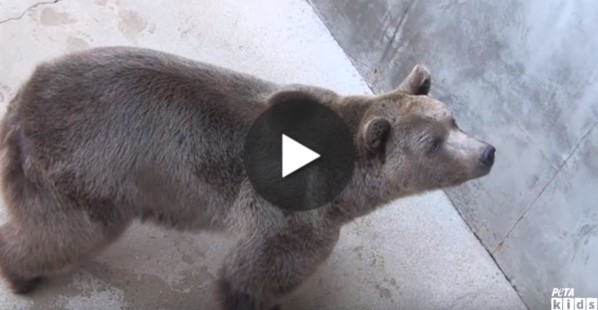 23 Bears Were Rescued From a Roadside Zoo! ❤️