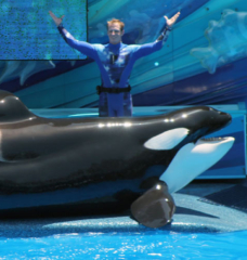 9 Reasons NOT to Take Your Kids to SeaWorld