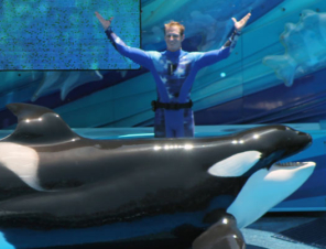 9 Reasons NOT to Take Your Kids to SeaWorld