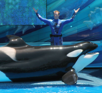 orca with a collapsed fin