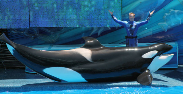 orca with a collapsed fin