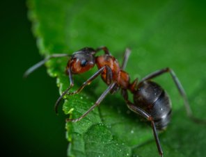 Interesting Insects and How to Help Save Them