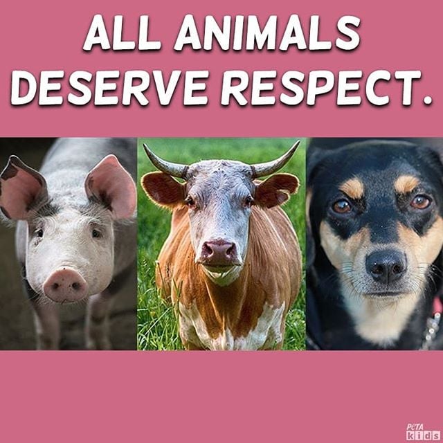 5 Examples of Speciesism—and How You Can Help Stop It! | PETA Kids 5 Examples of Speciesism—and How You Can Help Stop It! | PETA Kids