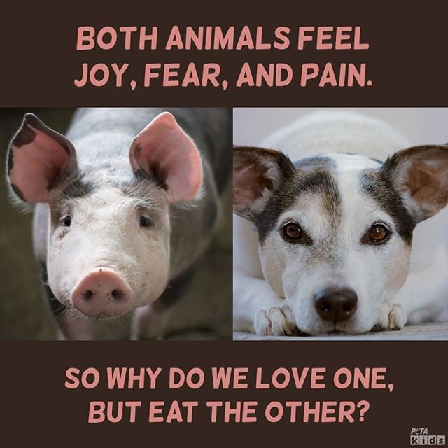 5 Examples of Speciesism—and How You Can Help Stop It! | PETA Kids