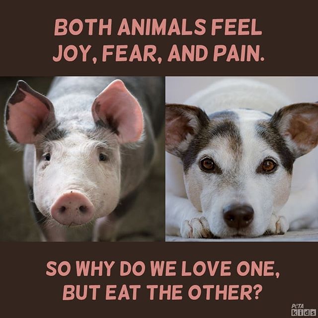 5 Examples of Speciesism—and How You Can Help Stop It! | PETA Kids 5 Examples of Speciesism—and How You Can Help Stop It! | PETA Kids