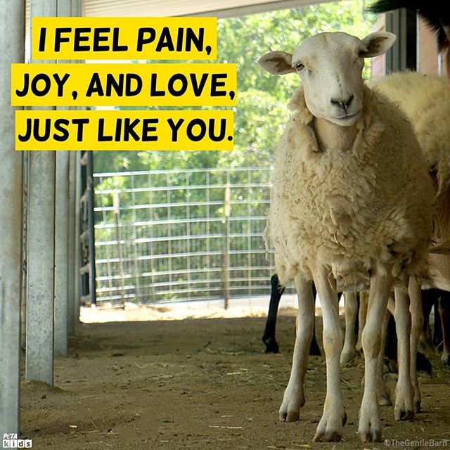 5 Examples of Speciesism—and How You Can Help Stop It! | PETA Kids 5 Examples of Speciesism—and How You Can Help Stop It! | PETA Kids