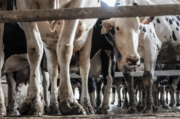 o-Anne McArthur, spain, dairy and veal farm, cows, overgrown hooves