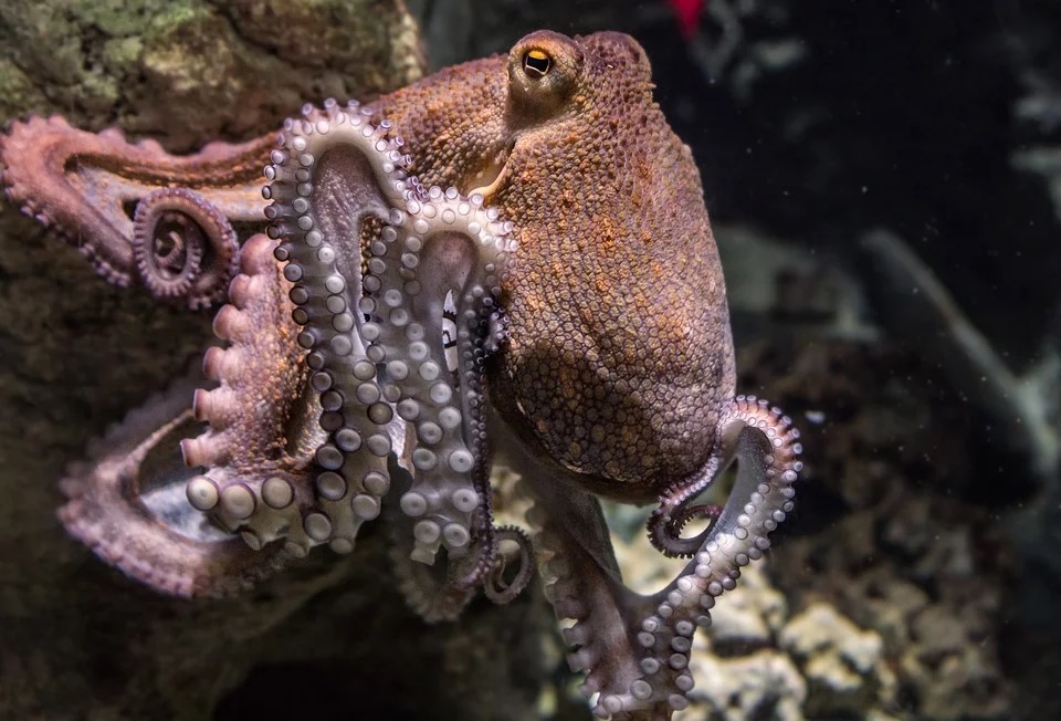 Octopus in the ocean