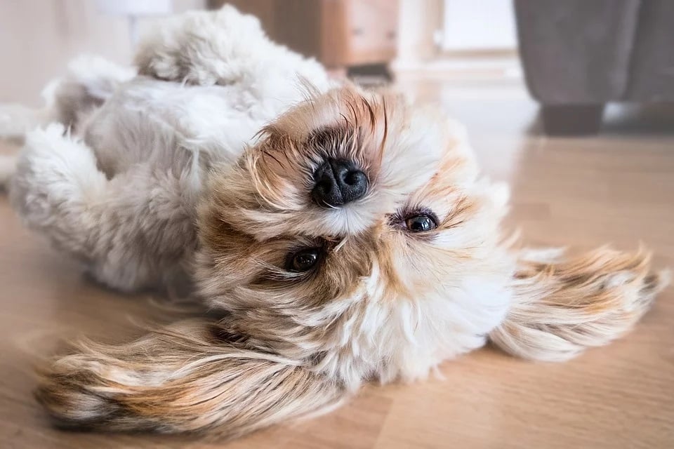 Dog laying on back