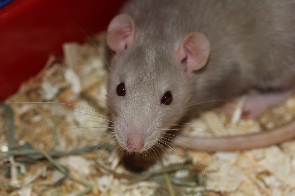 Cute rat - animal-friendly science fair ideas