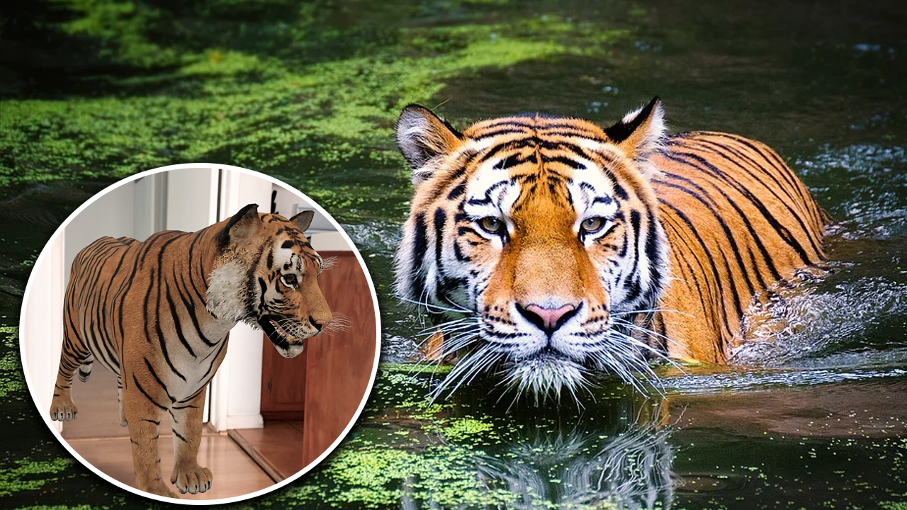 Become a Tiger King with These 3D Animals and Objects on Google