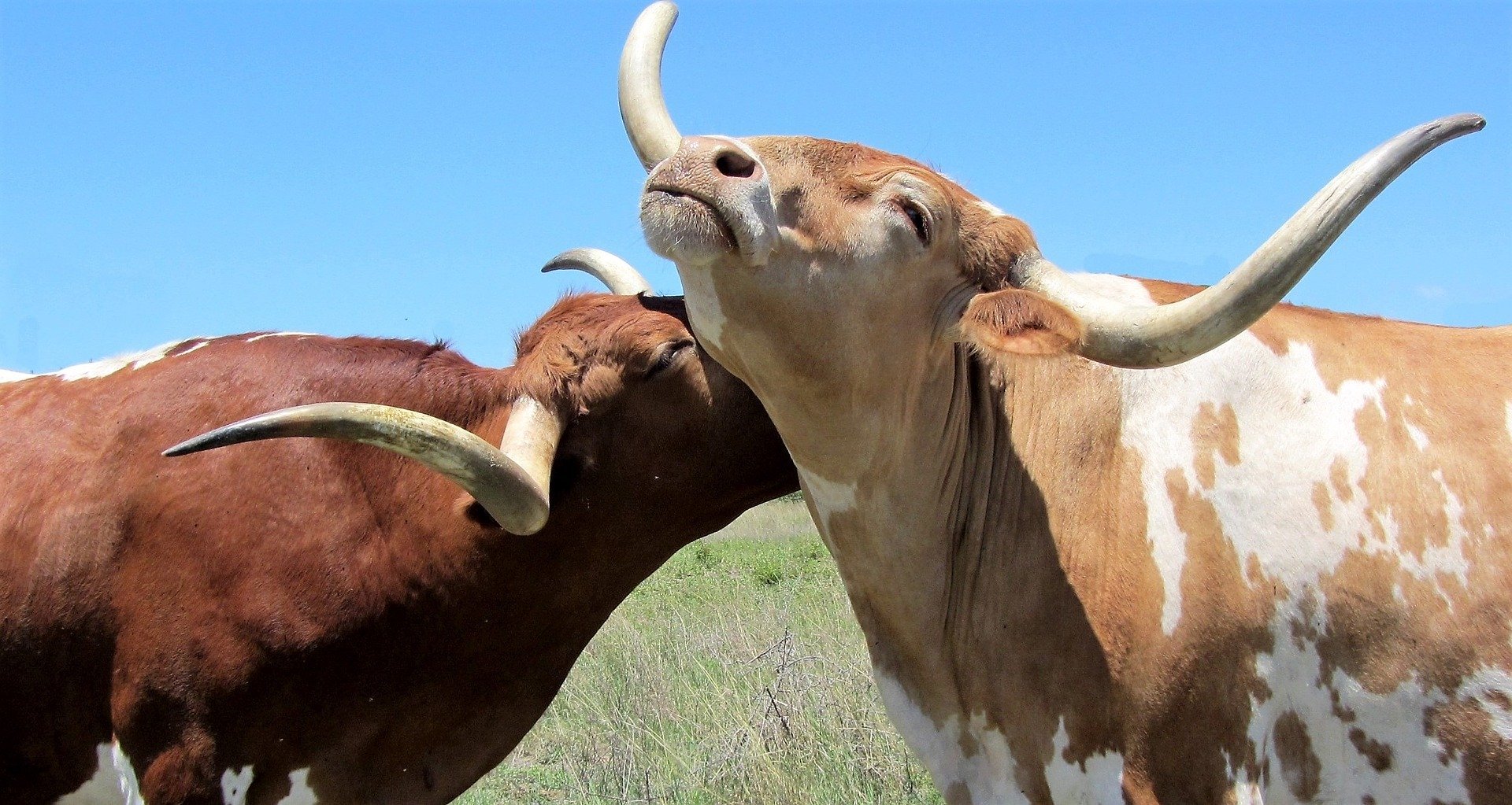 cows snuggling