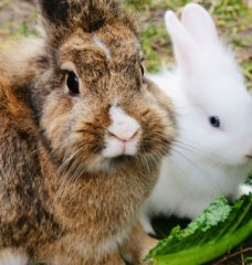 Give Bunnies a ‘Hand’ With This Animal-Friendly Activity