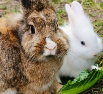 Give Bunnies a ‘Hand’ With This Animal-Friendly Activity