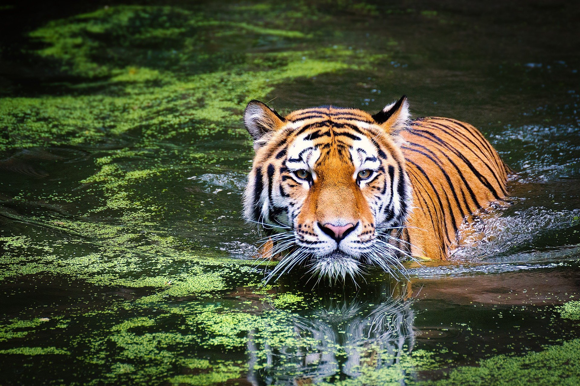 tiger in water