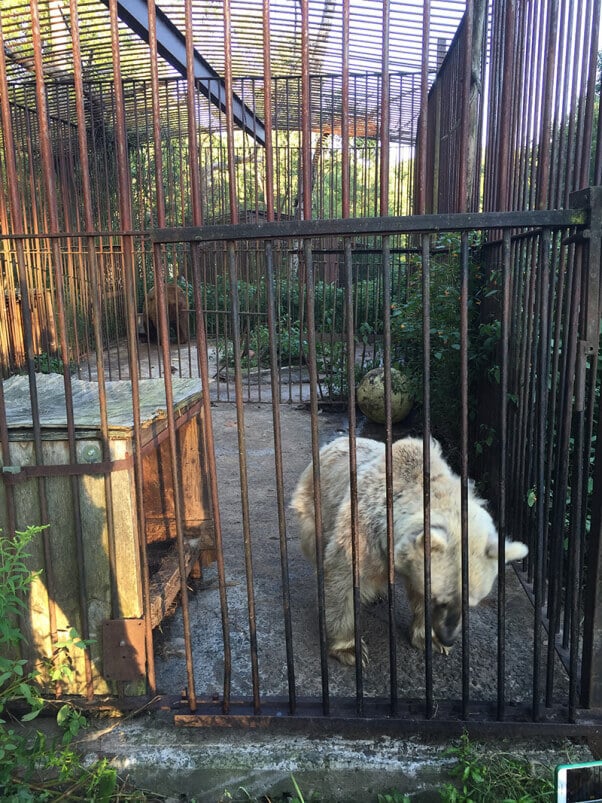 Bear stuck in a barren cage at a roadside zoo. 