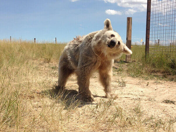 Happy bear in his or her new home at a real animal sanctuary